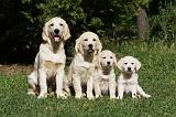 GOLDEN RETRIEVER 883